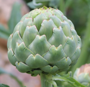 Artichaut 'impérial Star'