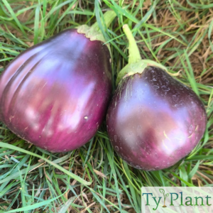 Aubergine Black beauty