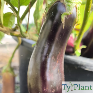 Aubergine De Barbentane