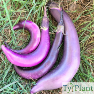 Aubergine Japanese pickling