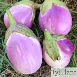 Aubergine Rosa bianca