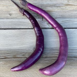Aubergine ‘Japanese Pickling’