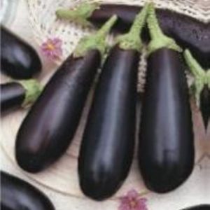 Aubergine ‘de Barbentane’