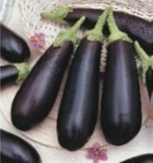 Aubergine 'de Barbentane'