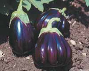 Aubergine 'Black beauty'