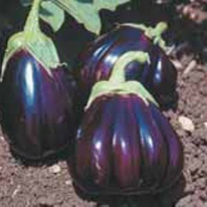 Aubergine ‘Black beauty’
