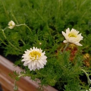 Camomille romaine à fleurs doubles