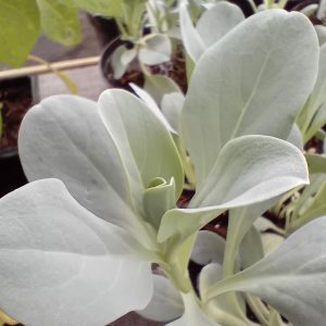 Plante à huître