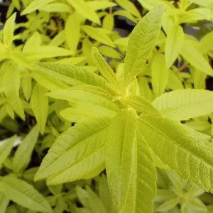 Verveine citronnelle