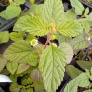 Verveine sucrante