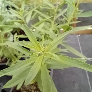 Verveine d’Argentine