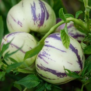 Poire Melon