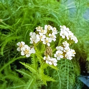 Achillée millefeuille