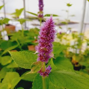 Agastache anisée