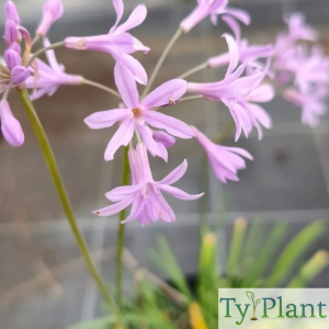 Ail d'Afrique du Sud violet
