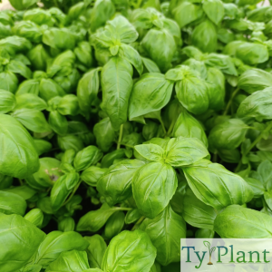 Basilic Grand vert Genovese