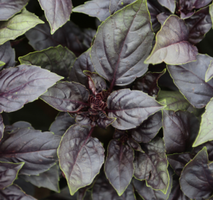 Basilic pourpre