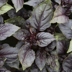 Basilic pourpre