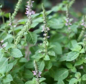 Baslic Tulsi