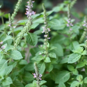 Baslic Tulsi