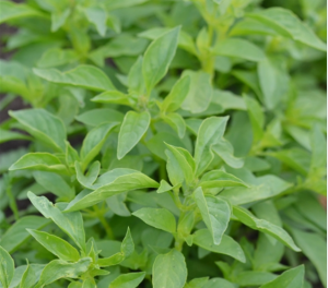 Basilic citron
