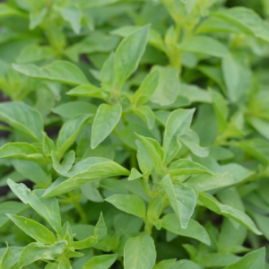 Basilic citron