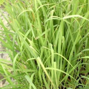 Citronnelle