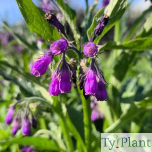 Consoude officinale
