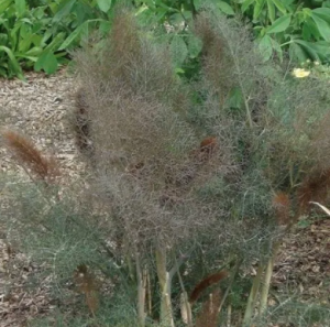 Fenouil bronze