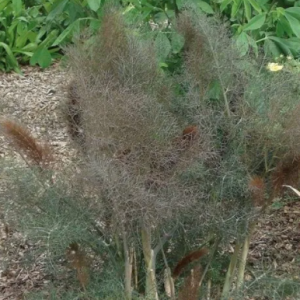 Fenouil bronze