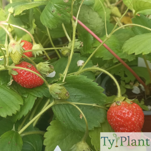 Fraisier Cirafine