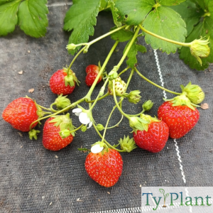 Fraisier Mara des bois