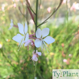 Gaura blanc