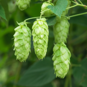 Houblon aromatique ‘Cascade’