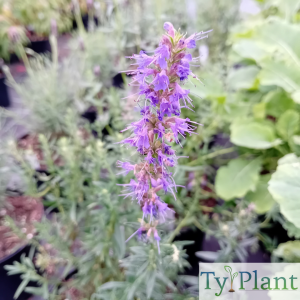 Hysope officinale