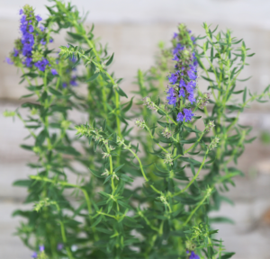 Hysope officinale