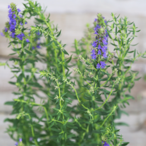 Hysope officinale