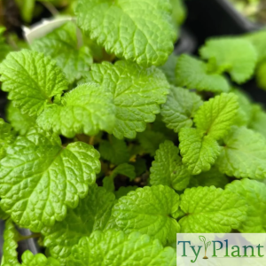 Mélisse officinale