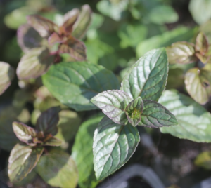 Menthe chocolat