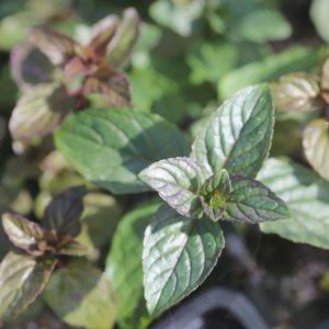 Menthe chocolat