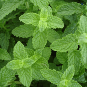 Menthe fraise