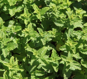Menthe marocaine