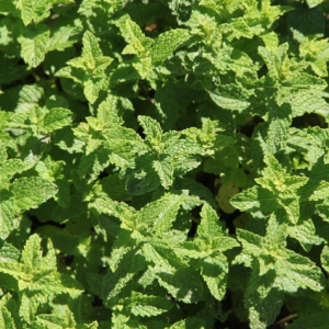 Menthe marocaine