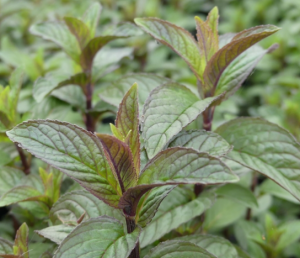 Menthe poivrée