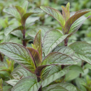 Menthe poivrée