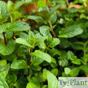 Menthe chocolat