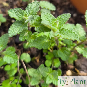 Menthe fraise