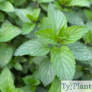 Menthe glaciale