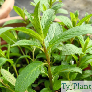 Menthe poivrée
