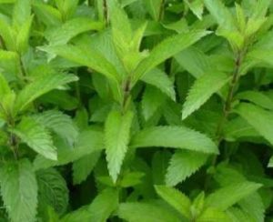 Menthe suisse